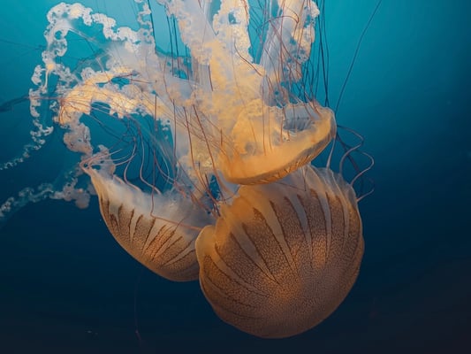 three jellyfish in the sea