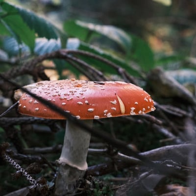Red toadstool