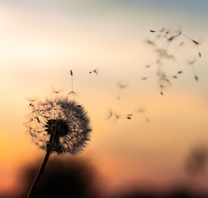 Mindfulness dawid-zawila-279998-unsplash-square