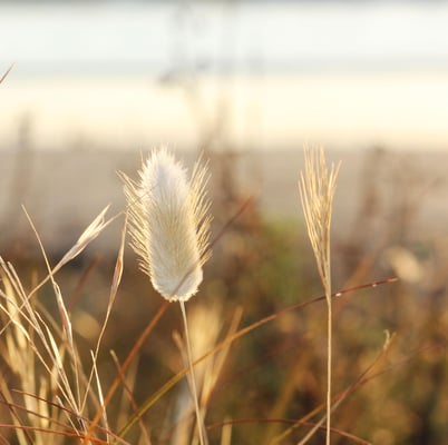 Psychology experts join forces support business Covid-19 Winsborough Umbrella individuals leaders organisations online tools lockdown leadership wellbeing